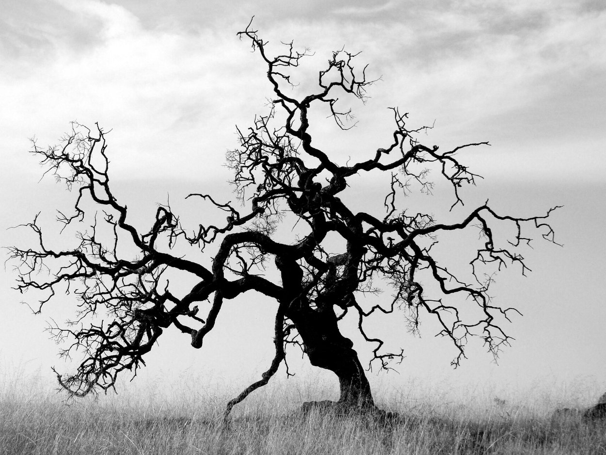 Додонский дуб