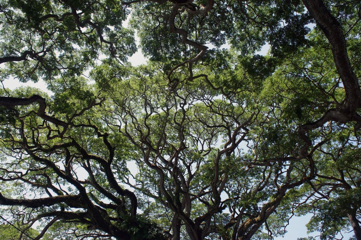 Дерево с раскидистой кроной