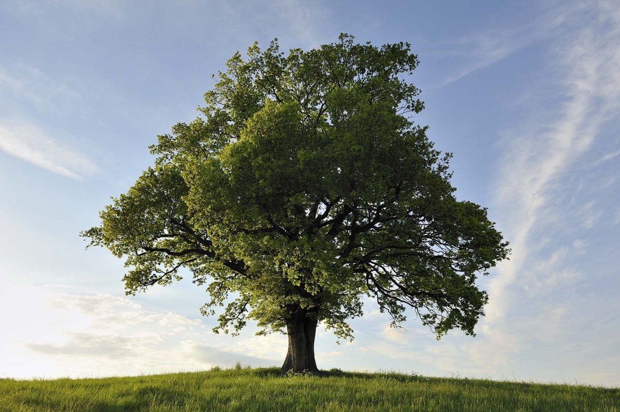 Одинокое дерево