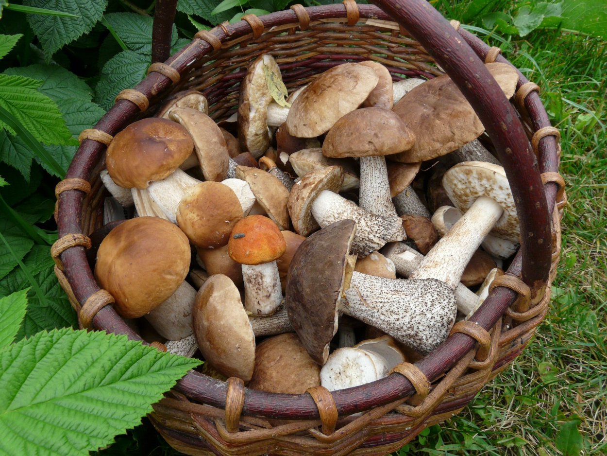 Грибы имеют