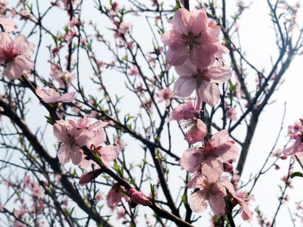 Peach Blossom цветок