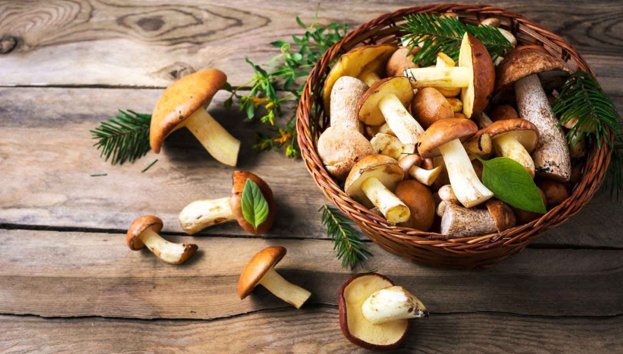 Несъедобные грибы раскраска