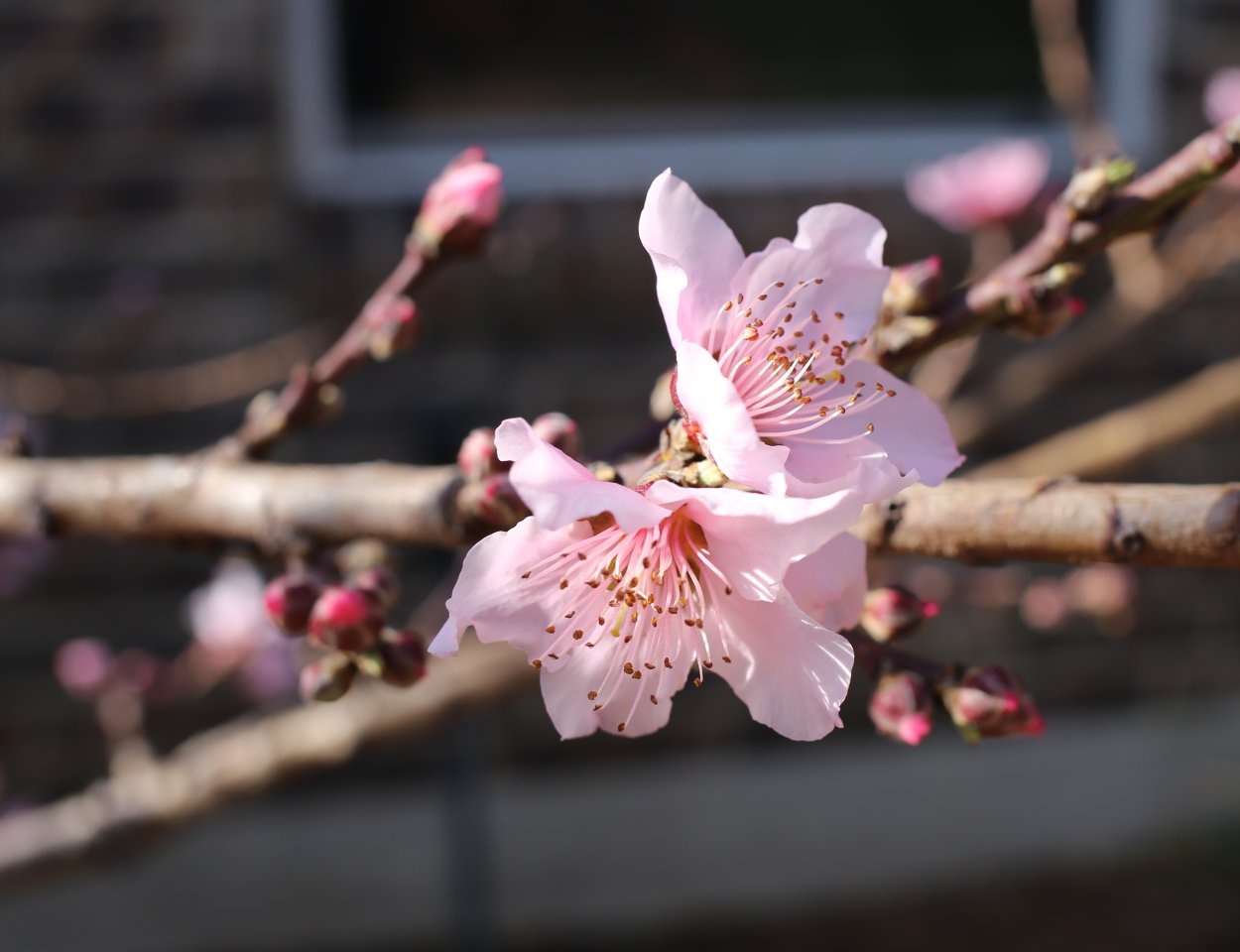 Apricot Blossom
