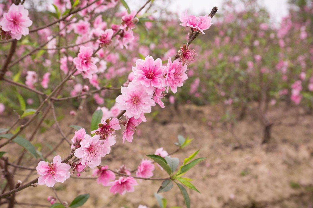 Цветущий персик Макаров