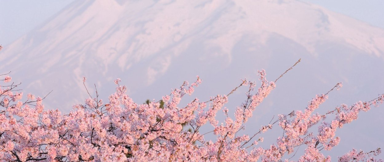 Япония Сакура