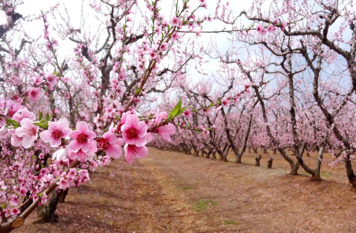 Персиковое дерево Джорджия