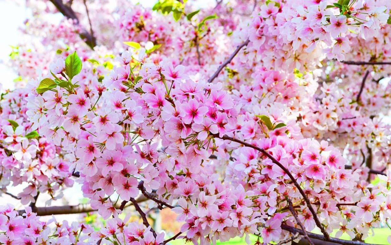 Черри блоссом цветок