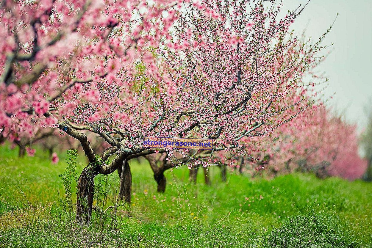 Персиковое дерево розовые листья