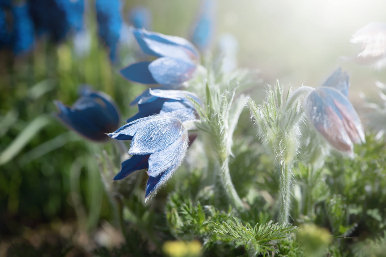 Голубые цветки в прошлогодней траве