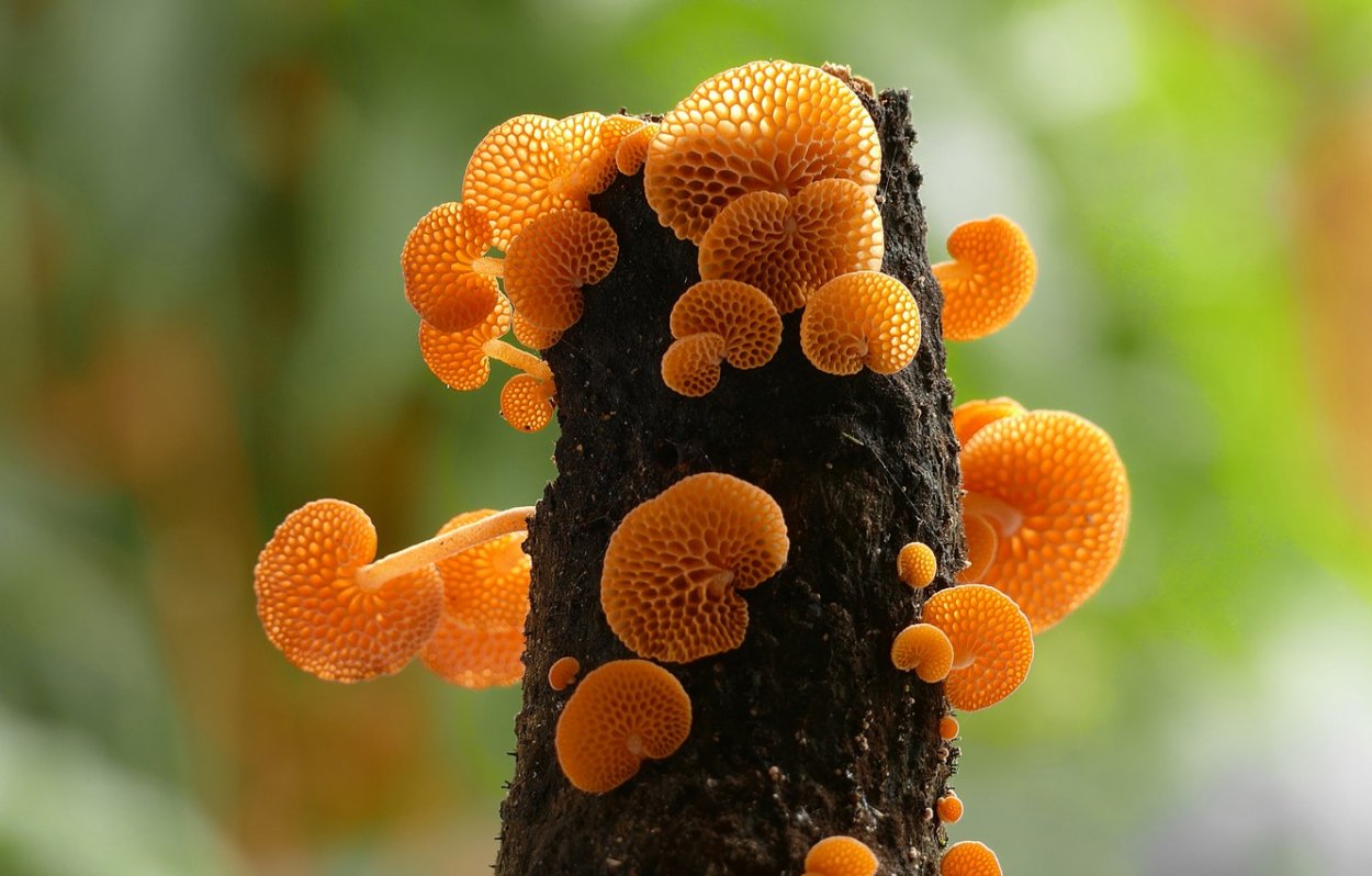 Оранжевый пористый гриб