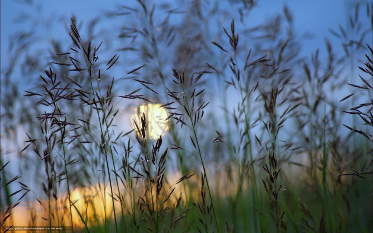 Полынь трава Эстетика