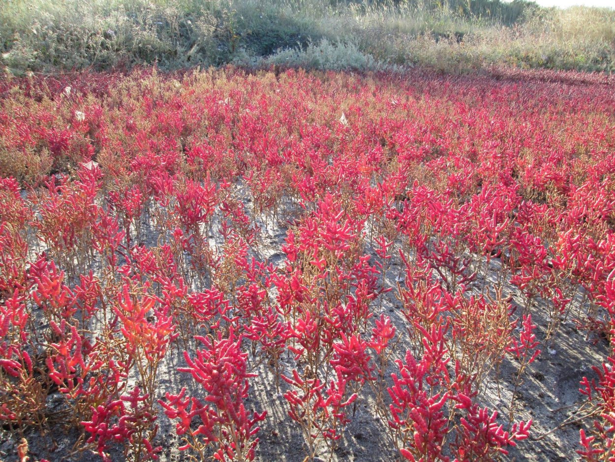 Засоление почв Солонцы