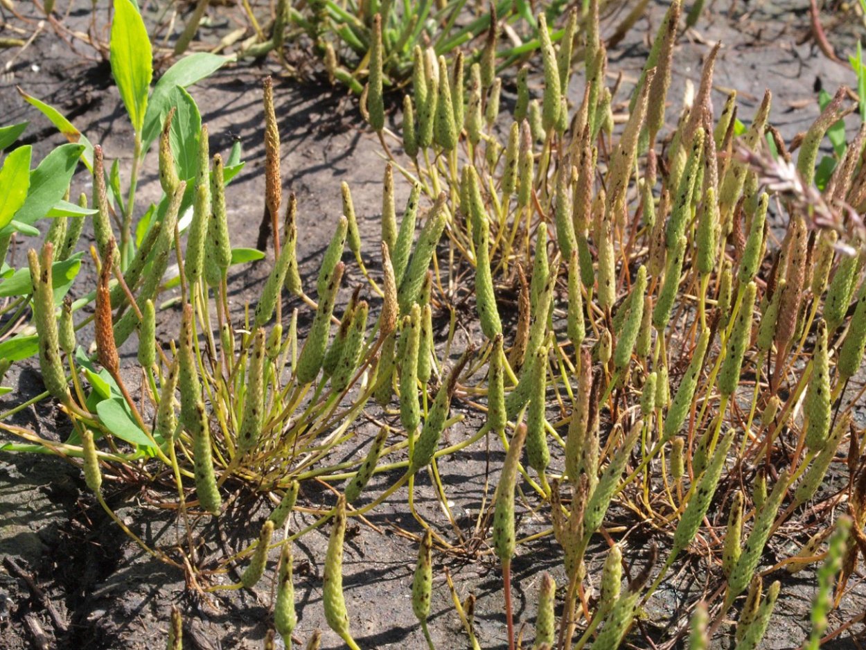 Солонцово-солончаковые почвы