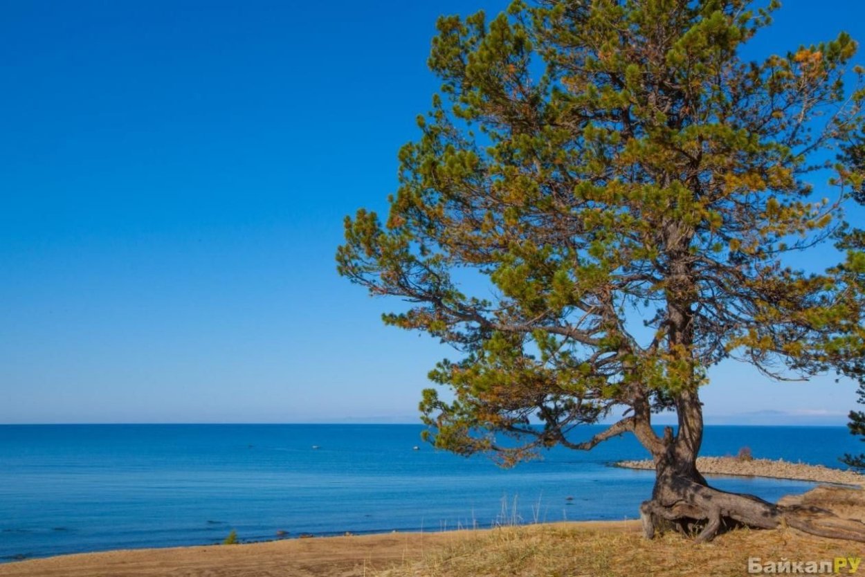 Байкал Ольхон кедр