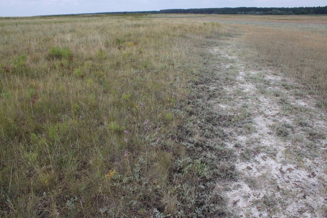 Дерново-подзолистая чернозёмы Тундровая глеевая