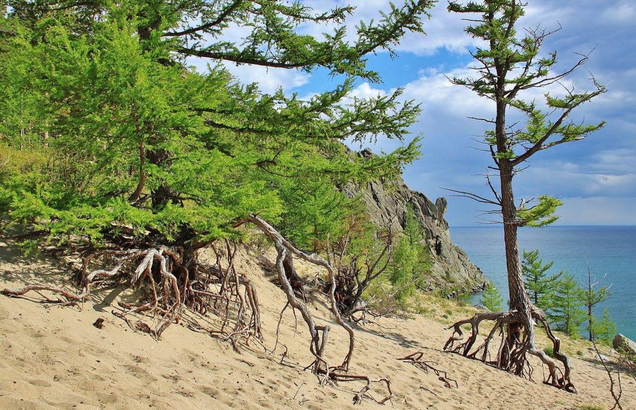 Ходульные деревья на Байкале