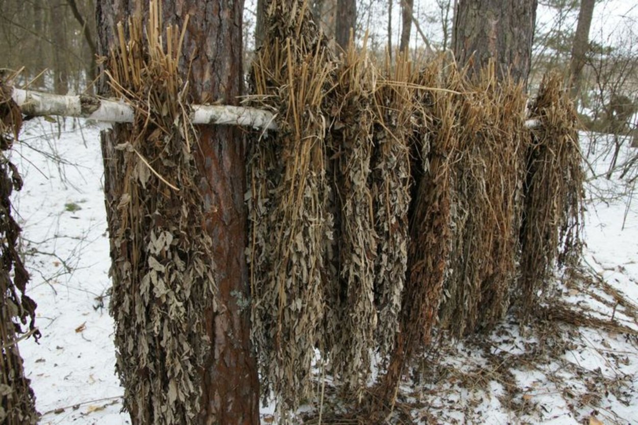 Сидераты Вика рапс