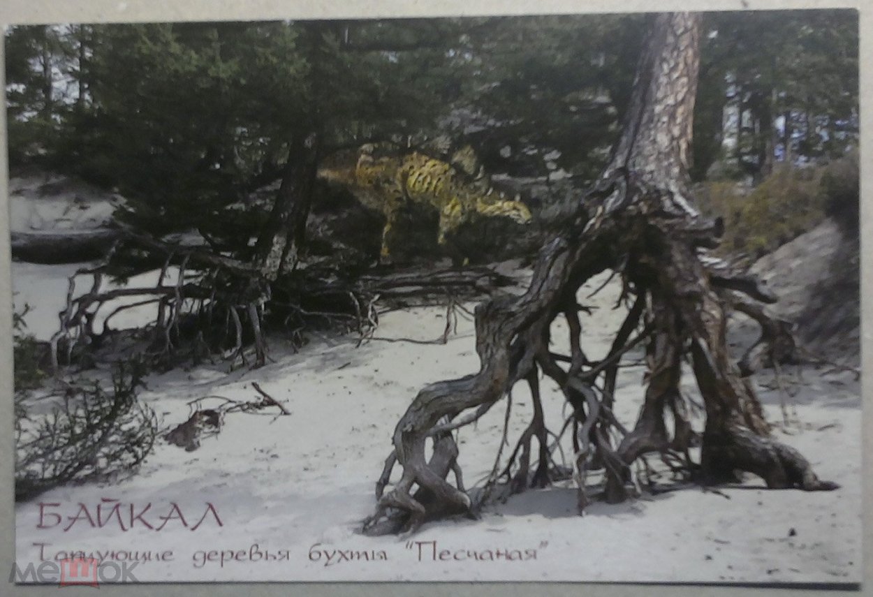 Песчанка Байкал деревья ходульные