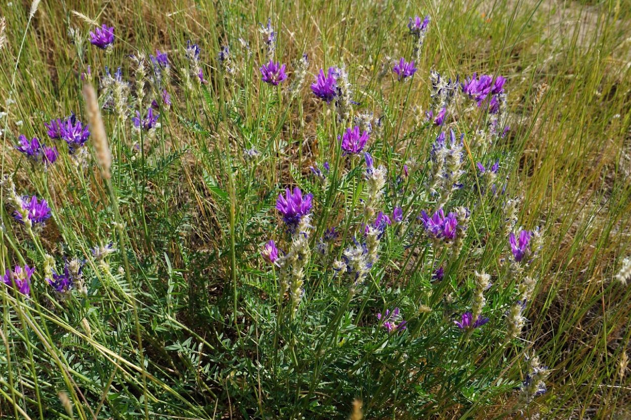 Мокрица трава