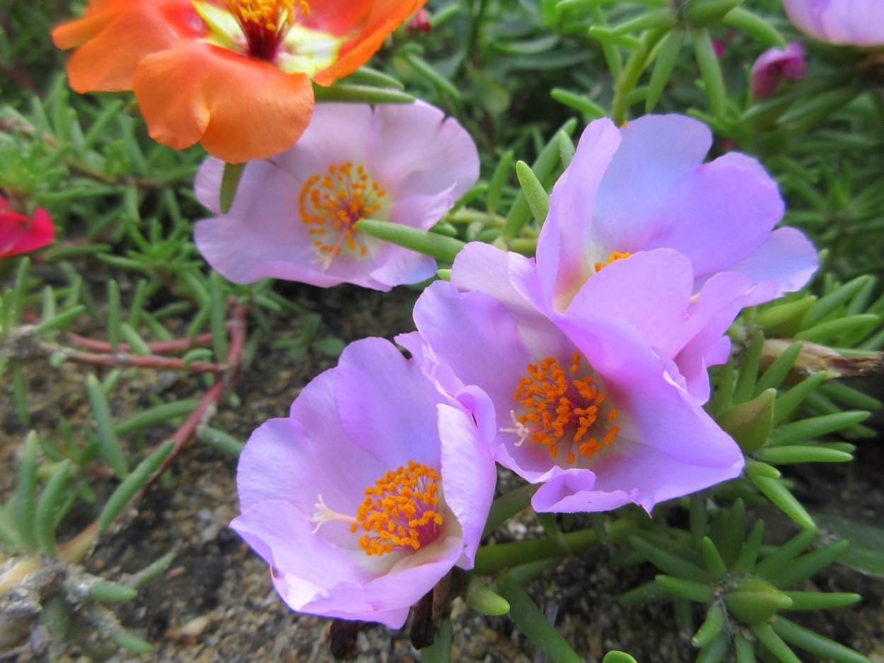 Горца трава спорыш