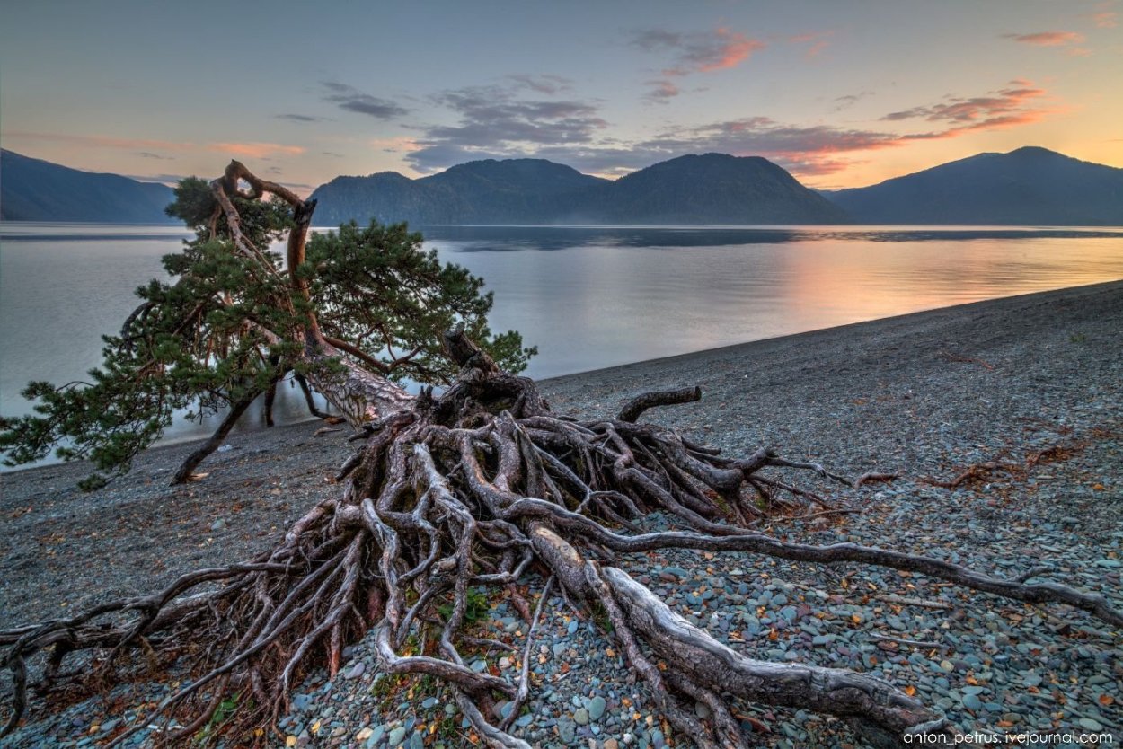 Ходульные сосны на Байкале