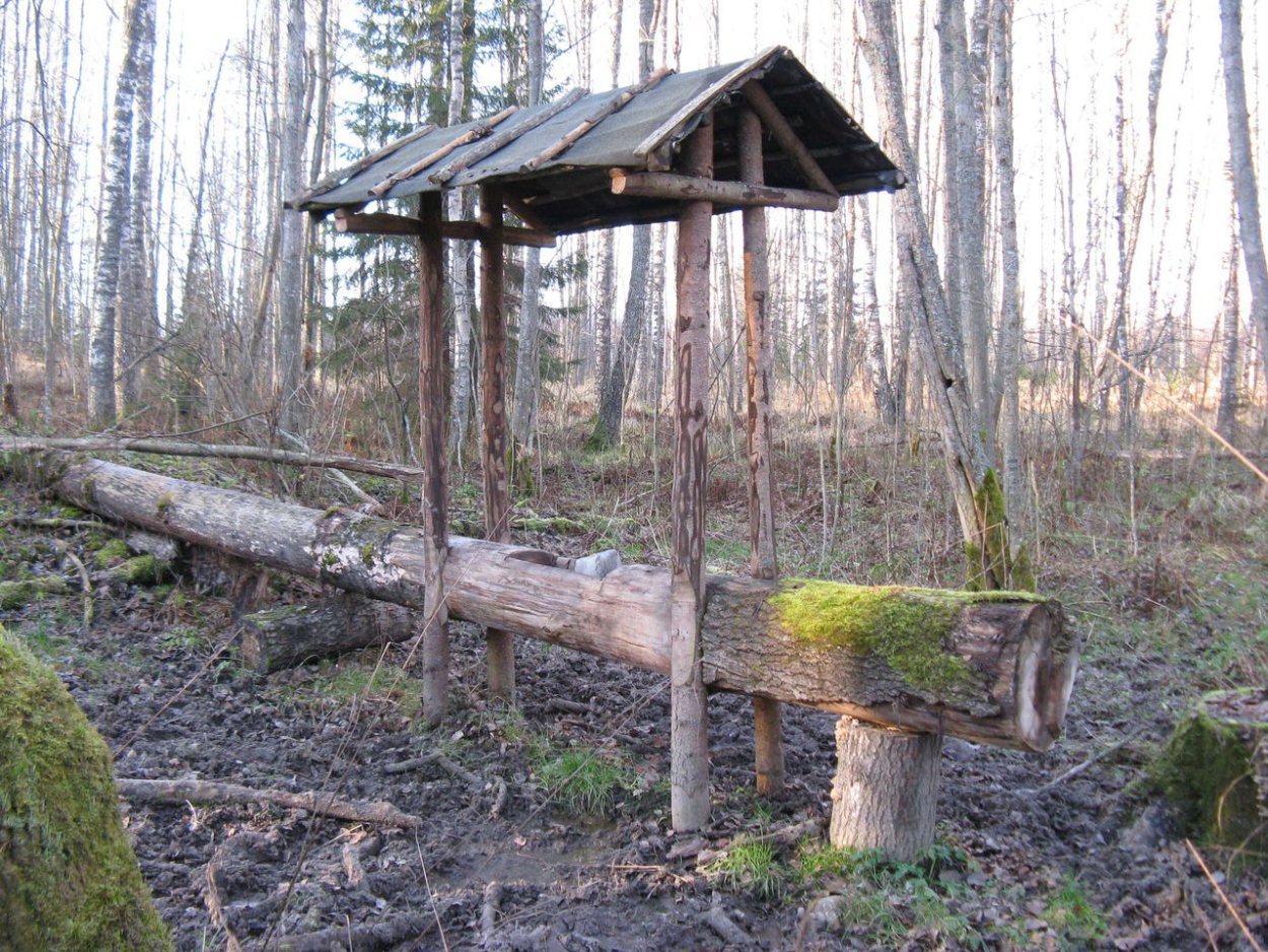 Солерос растение Крым красный