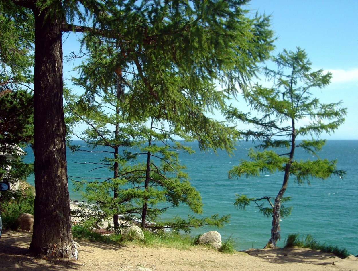 Ходульные деревья на Байкале