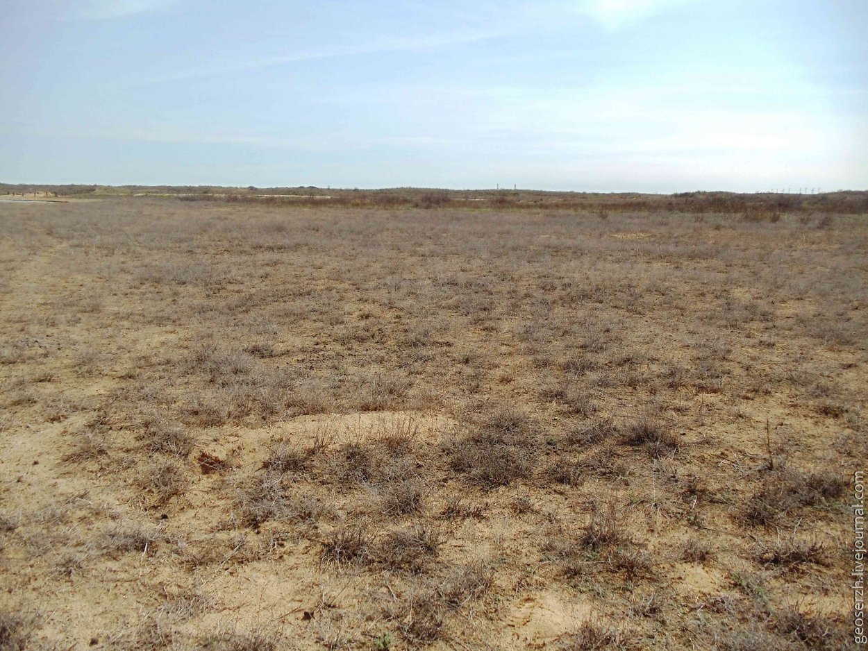 Степная трава Полынь