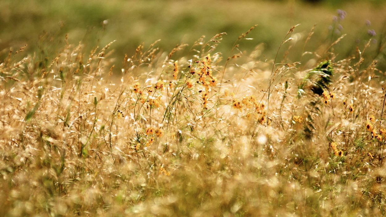 Солерос (саликорния, морская спаржа)