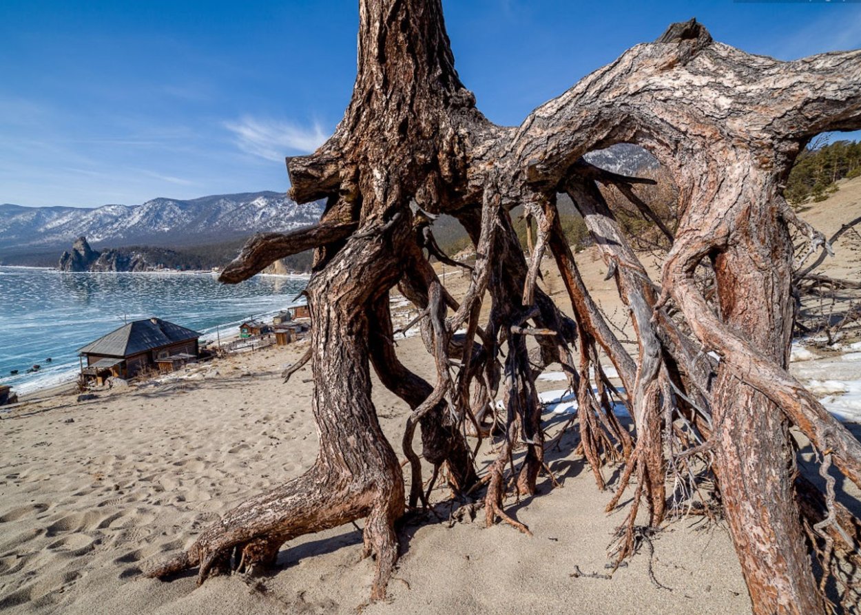 Бухта Песчаная Байкал ходульные деревья