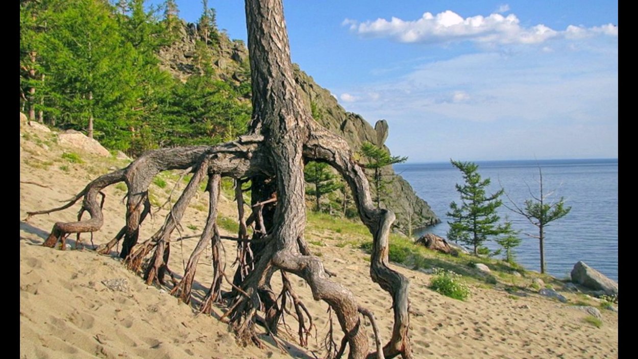 Байкал Ольхон кедр