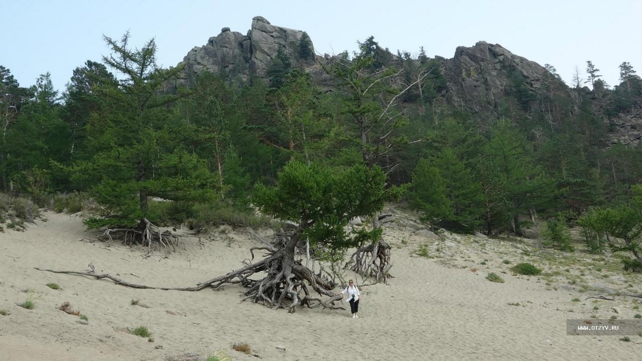 Сибирский кедр Байкал