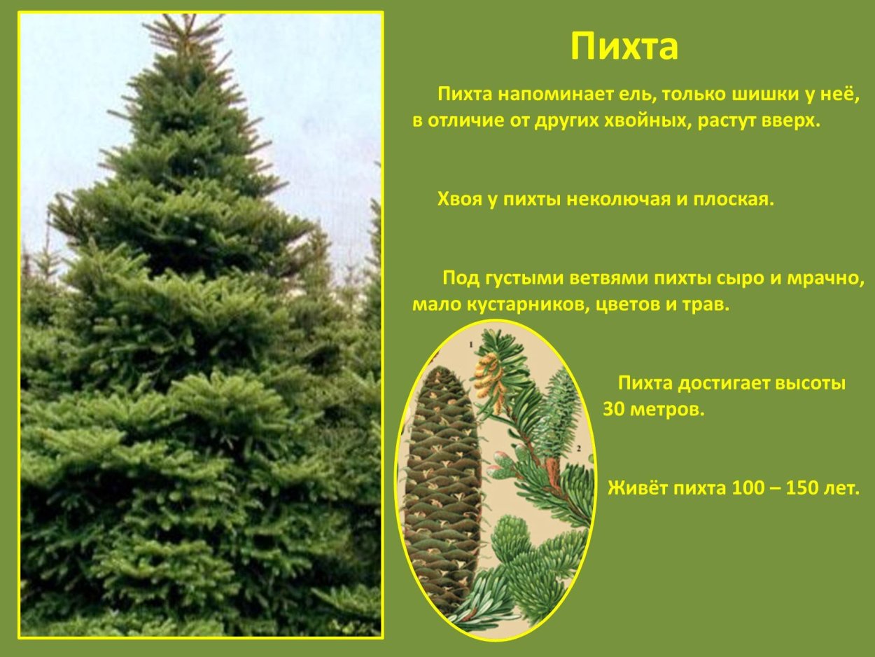 Особенности хвоинок пихты