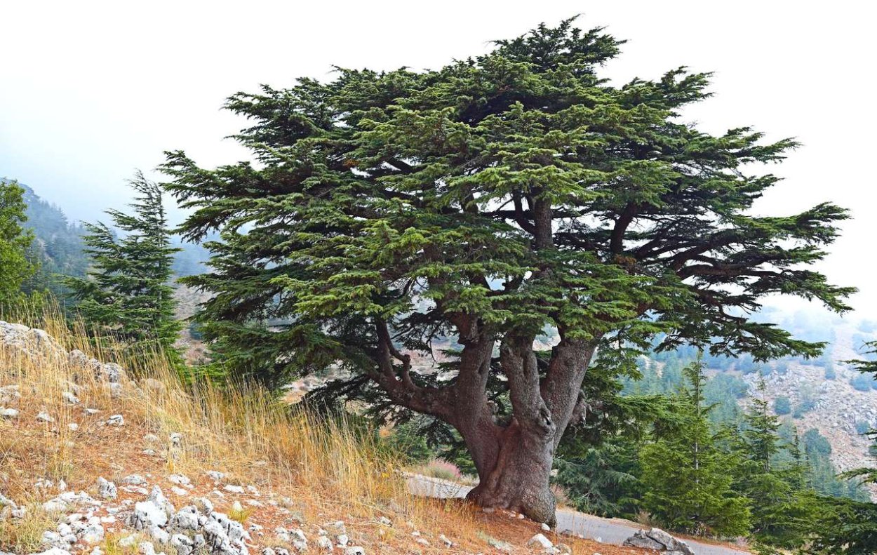 Вечнозеленое хвойное дерево ливанский кедр
