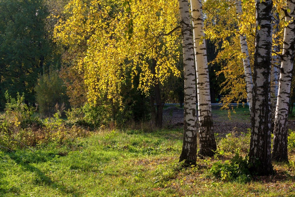 Волнистая береза