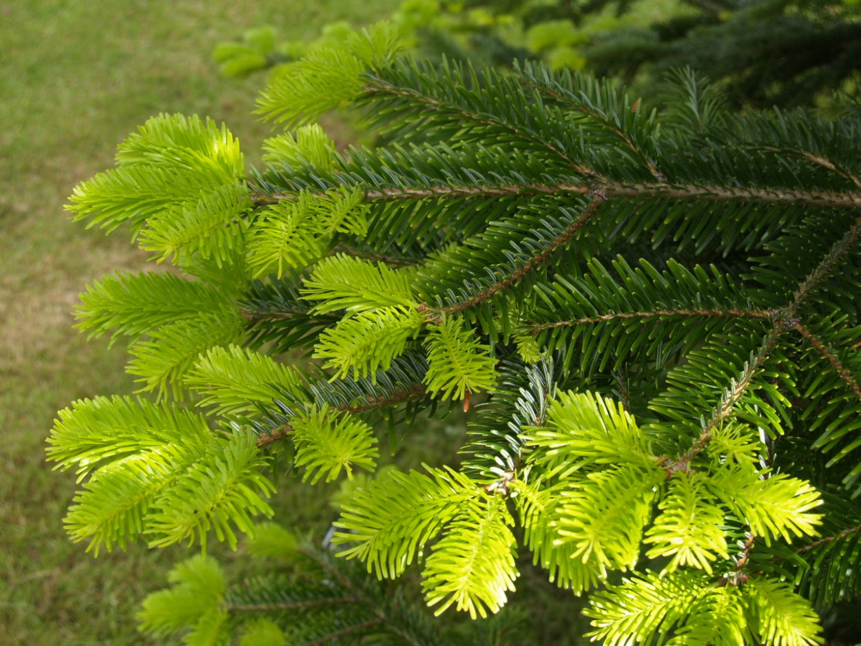 Пихта Нордмана (Кавказская пихта)