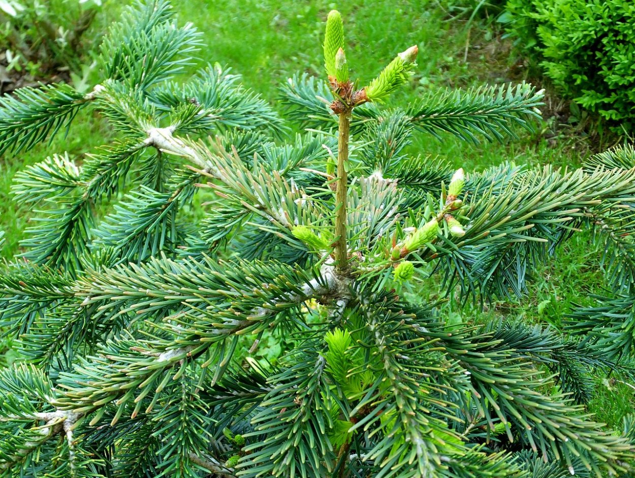 Пихта Кавказская Нордмана
