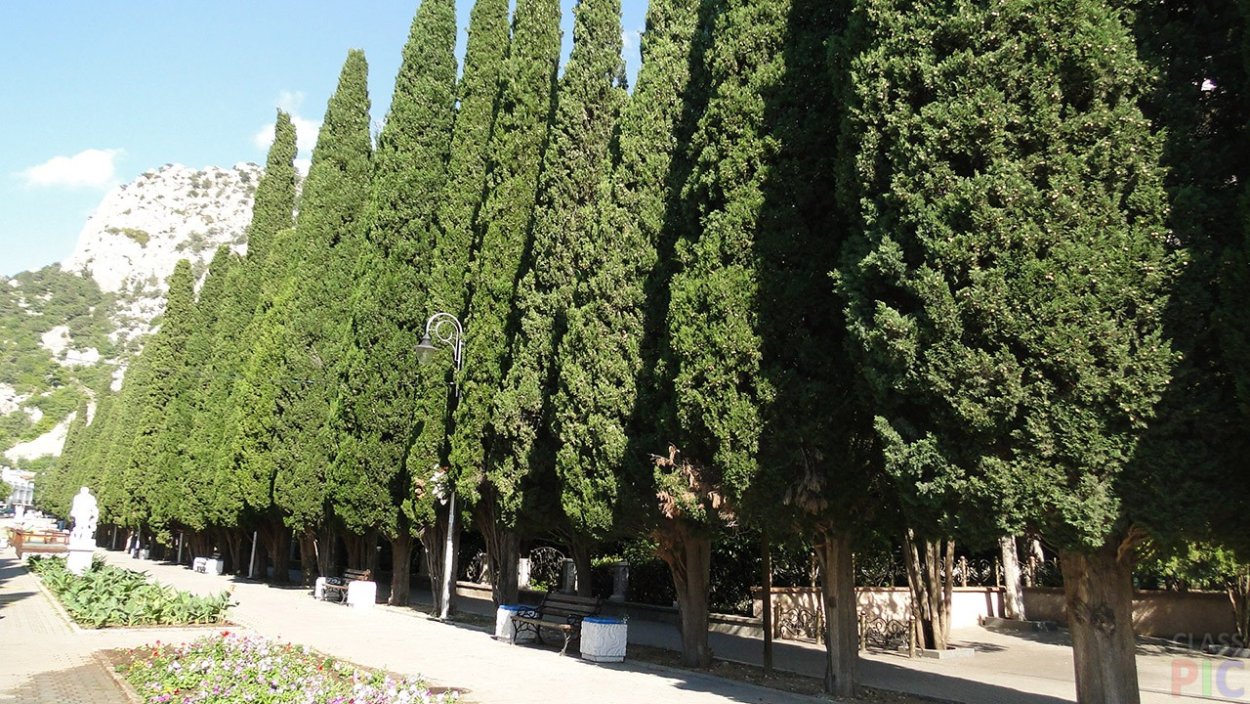 Кипарисовая аллея Ялта