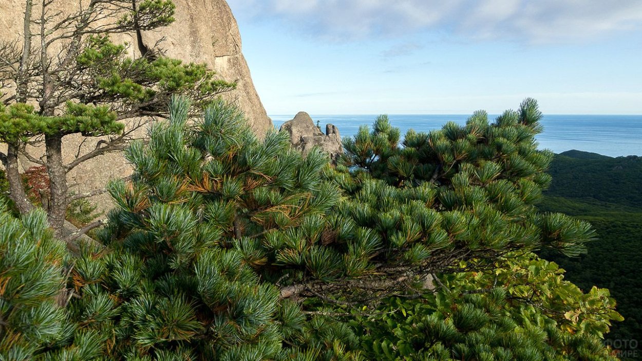 Кедр Кипарис Крымский