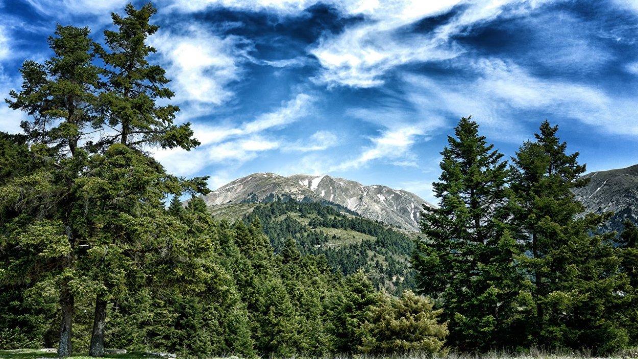 Красная Поляна Пихтовый лес