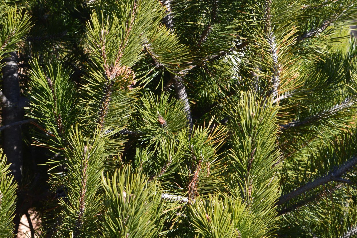 Пихта вечнозеленое хвойное дерево