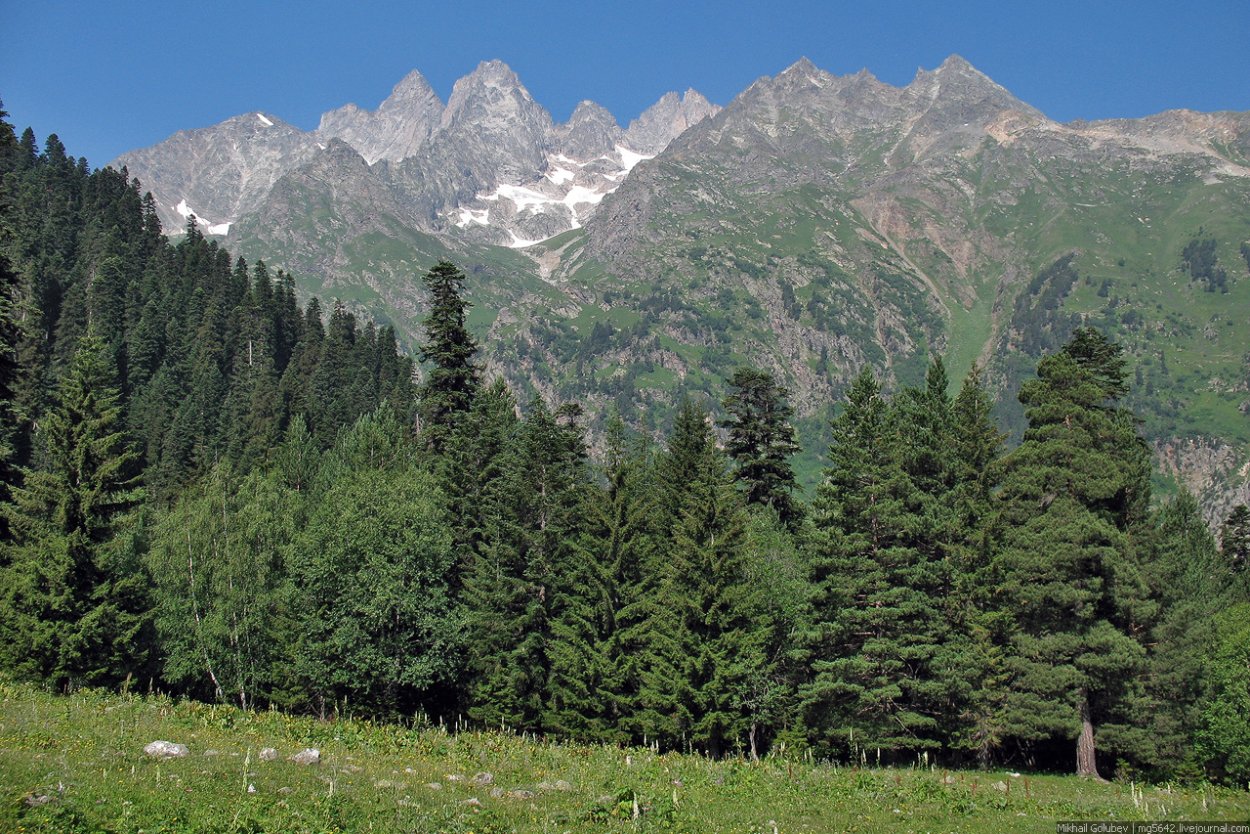 Кавказский заповедник лес Пихтовый