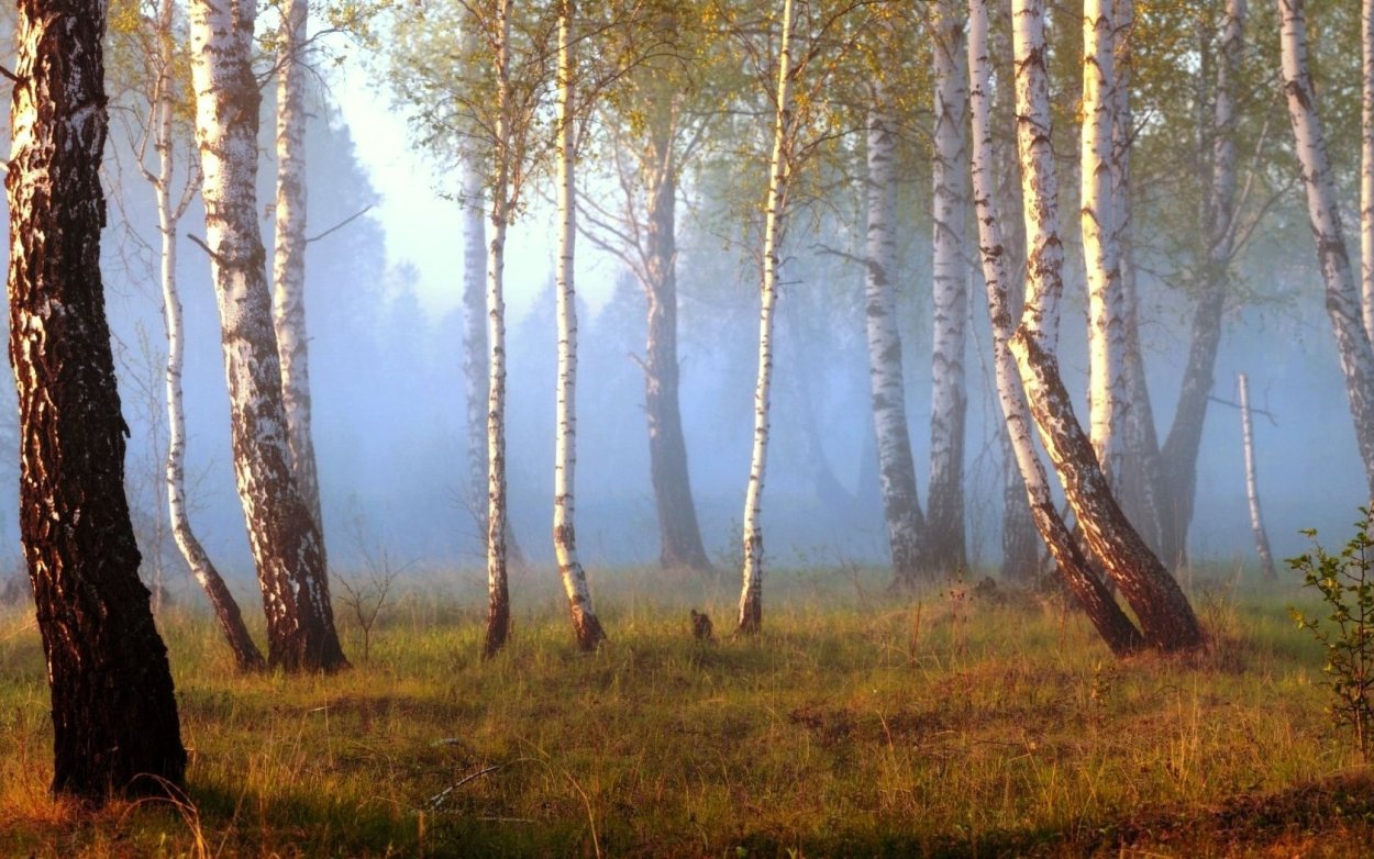 Берёзы Южный Урал природа Челябинская область