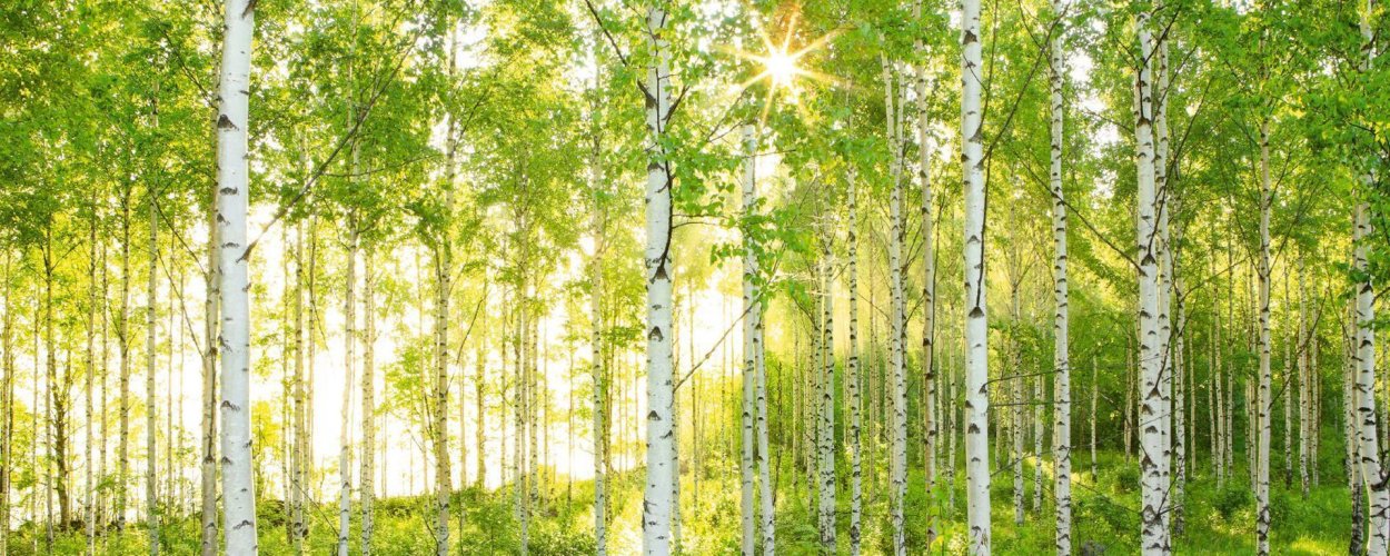 Панорама березового леса