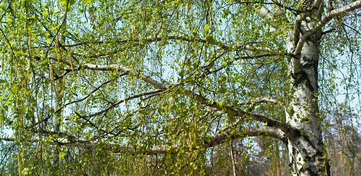 Береза с ветвями летом