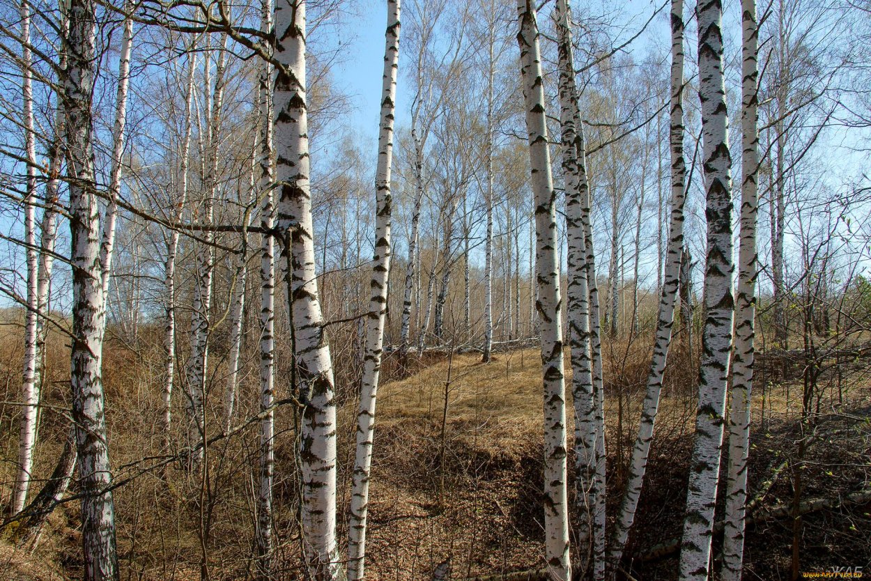 Дюмин белая береза слушать онлайн бесплатно