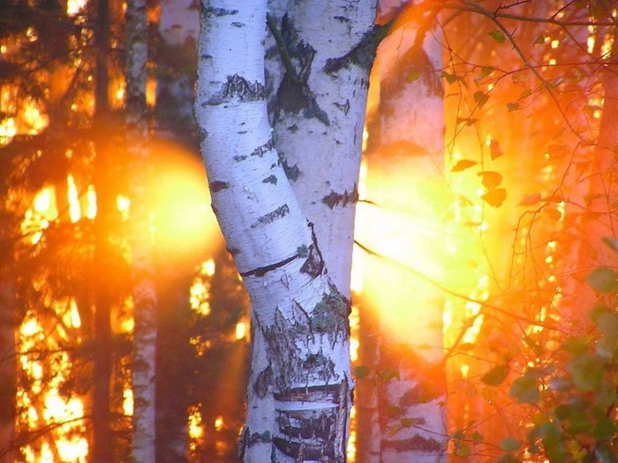 Осенняя береза на солнце