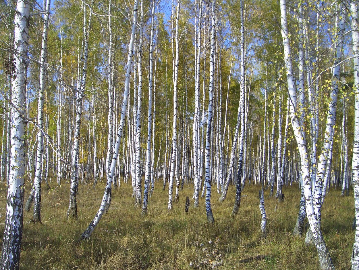 Уральская береза дерево