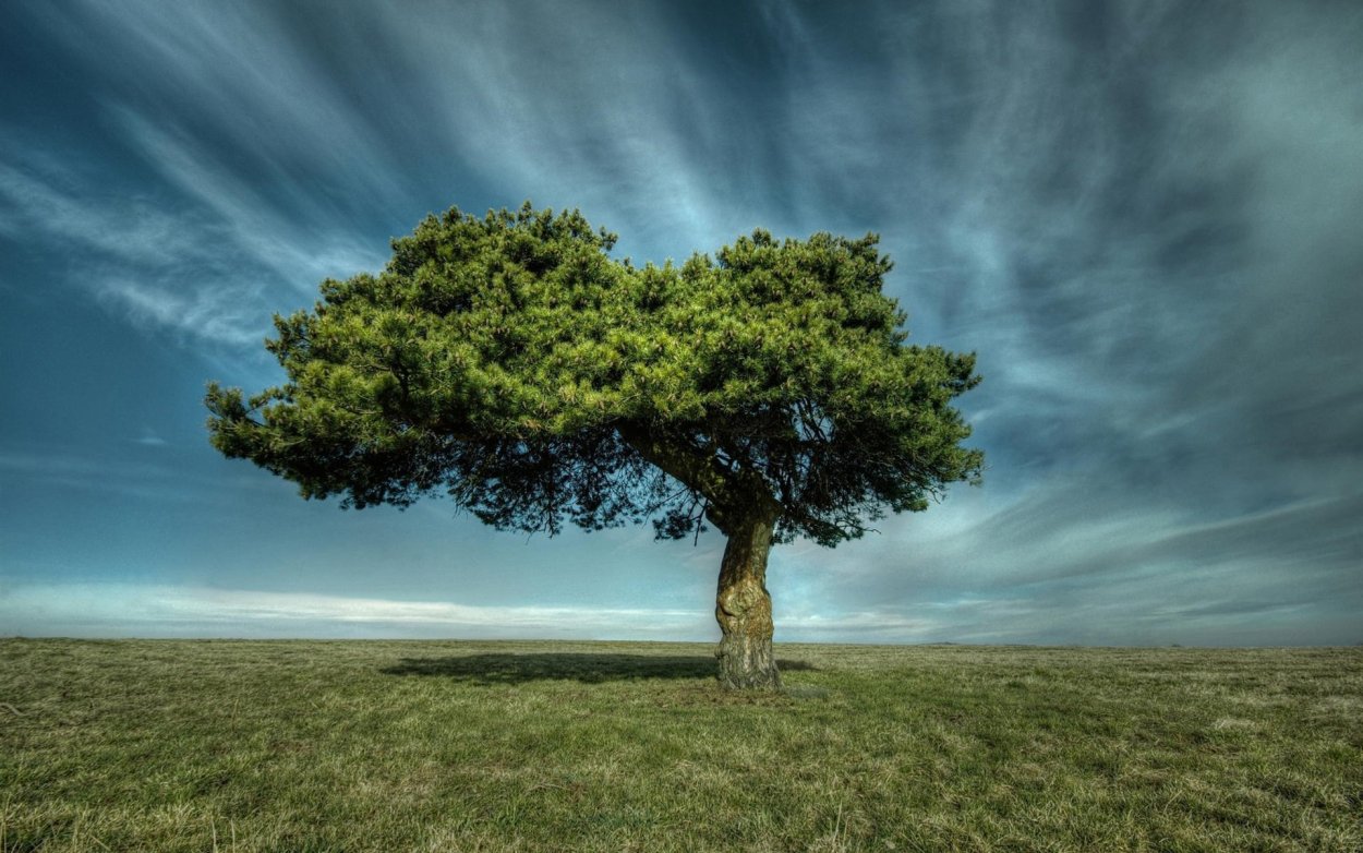 Одинокое дерево