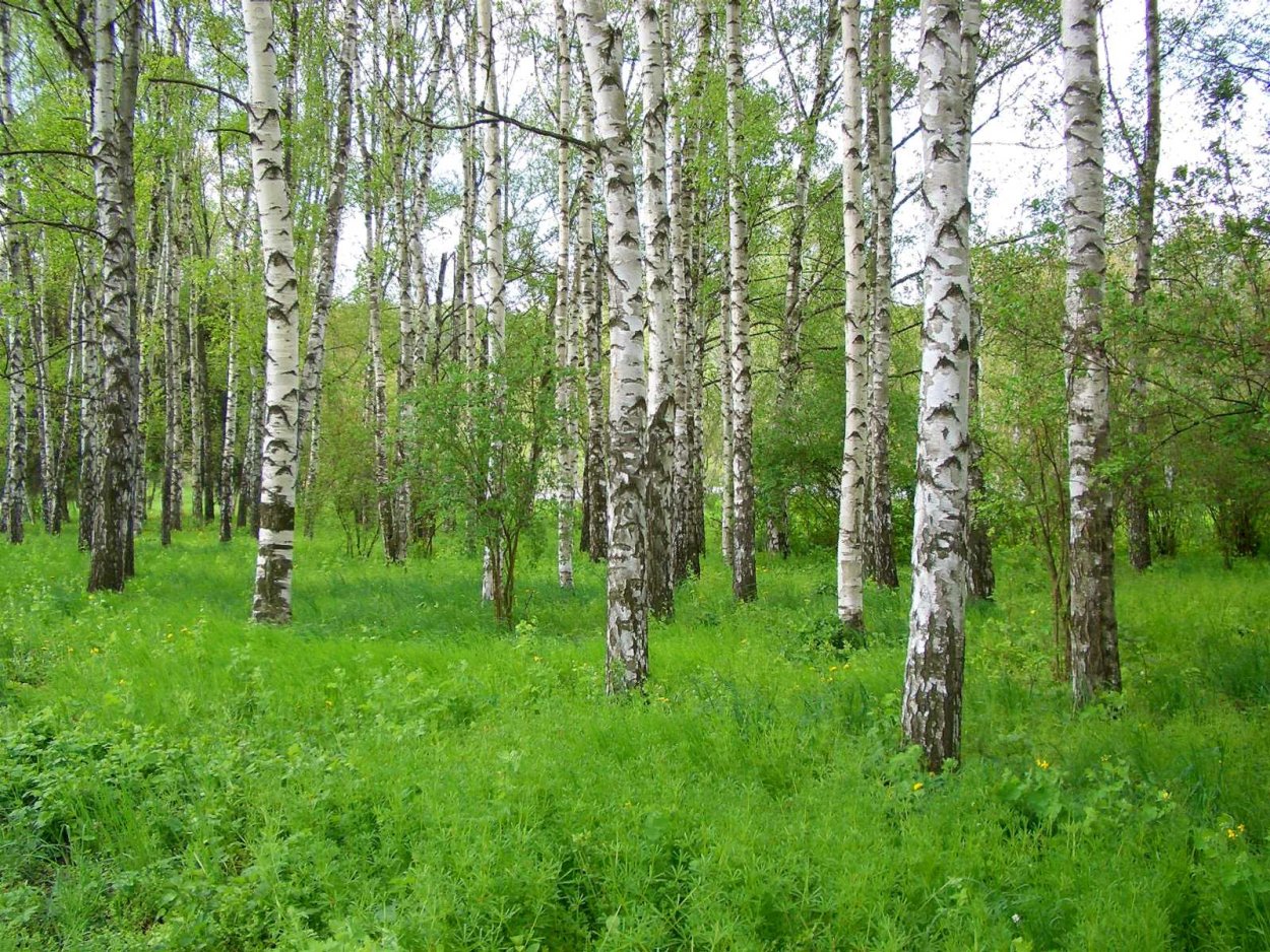 Челябинская область Сосновский район Березовая роща